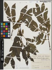 Foto von Salix mielichhoferi Saut.